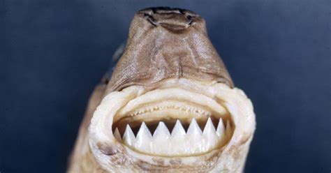 The Cookiecutter Shark's teeth : r/natureismetal