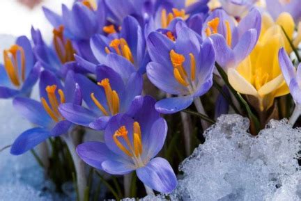 Crocus in Snow 416 | Diane Aubé Photography