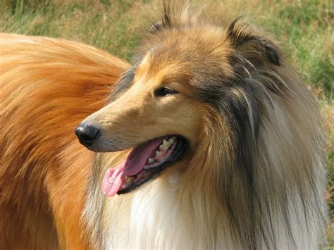 15 Stunning Sable Color Dog Breeds!