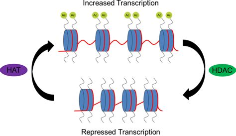 An overview of naturally occurring histone deacetylase inhibitors ...