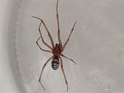 Male Steatoda grossa (False Black Widow) in Aberdeen, Washington United ...