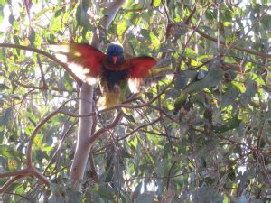 Brimbank Park - Western Melbourne Tourism