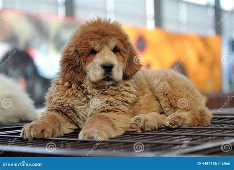 Baby Tibetan mastiff stock photo. Image of lion, yellow - 4487186