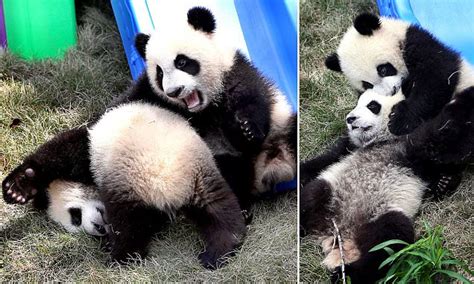 Adorable baby panda twins tussle around in China | Daily Mail Online