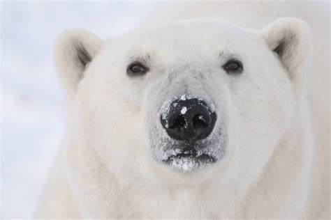 Do Polar Bears Have Color Vision? | Polar Bears International