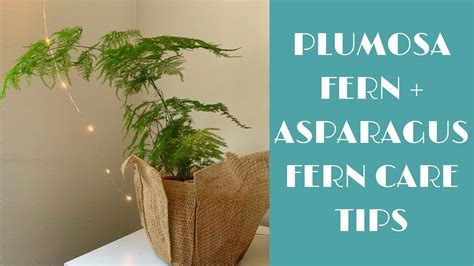 Plumosa + Asparagus Fern Indoor Care Tips! - YouTube