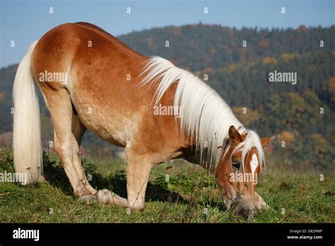 Haflinger horse shows trick Stock Photo - Alamy