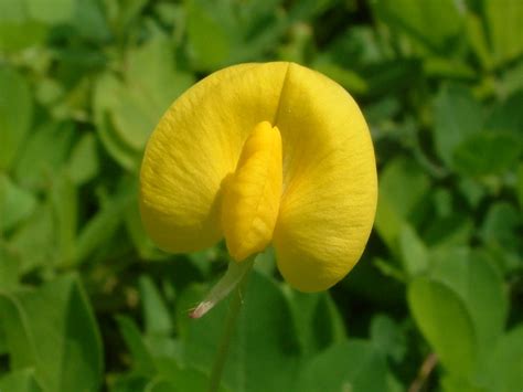 蔓花生Arachis duranensis-花卉图片网