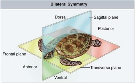 Phylogenetische Systematik Teil 3: Stammbaum des Lebens » Darwinator