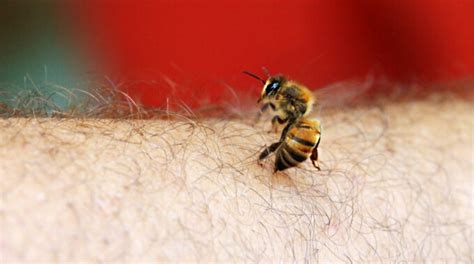 How To Get Rid Of Ground Bees Naturally | 24H Pest Pros