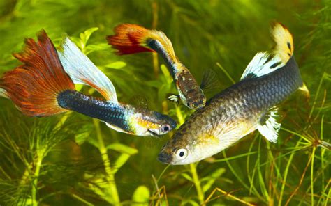 Guppies Mating Behavior - Guppy Fish Breeding Ritual (Video)