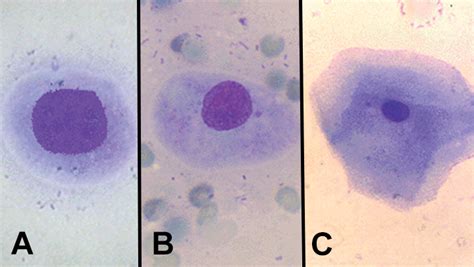 Determining Canine Estrus Stage via Vaginal Cytology | Clinician's Brief