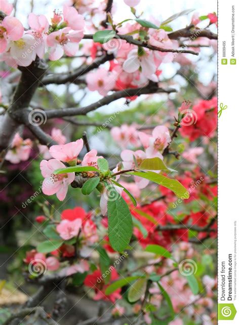 Plum blossom in Japan stock image. Image of season, plum - 88699495