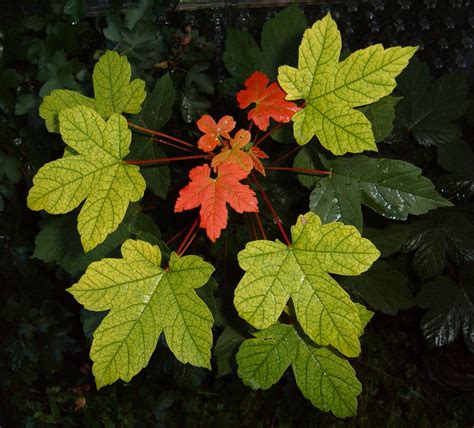 File:Maple leaves.jpg - Wikipedia