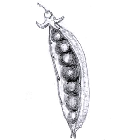 Pea Pod Drawing at PaintingValley.com | Explore collection of Pea Pod ...