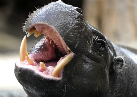 hippo teeth are always impressive | Flickr - Photo Sharing!