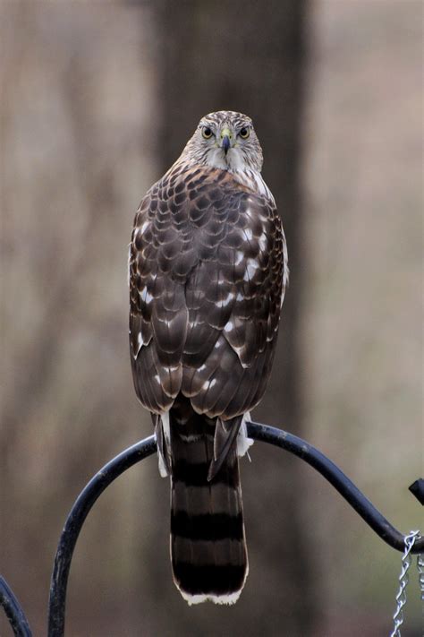 Cooper's Hawk | Audubon Field Guide