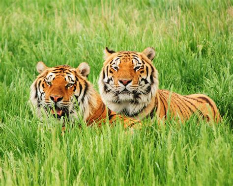 Photographed at the Rocky Mountain Wild Animal Sanctuary in Colorado ...