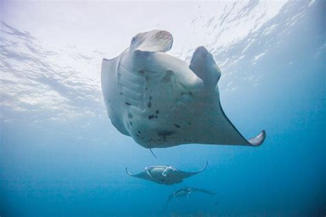 Genetic Study Finds Reef Manta Rays Stay Close to Home | NOAA Fisheries