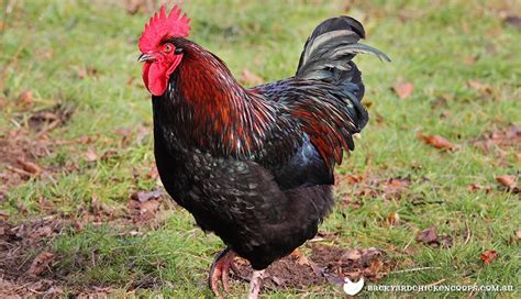 Barnevelder Chicken Breed Profile - Chocolatey Brown Eggs!