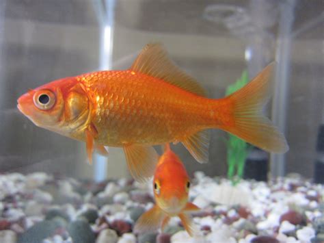 Types Of Goldfish - The Goldie Identification Guide | Common goldfish, Best fish for aquaponics ...