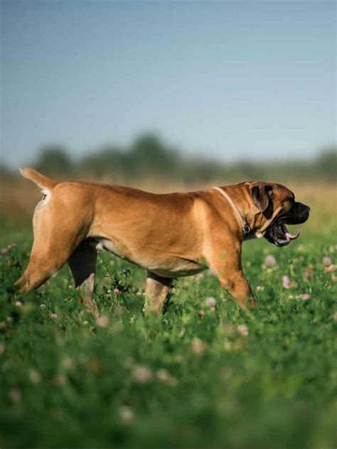 3 Boerboel Colors & 2 Markings: Get To Know This Dog’s Coat - PupVine