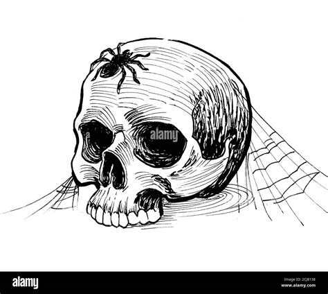 Human skull with web and spider. Ink black and white drawing Stock ...