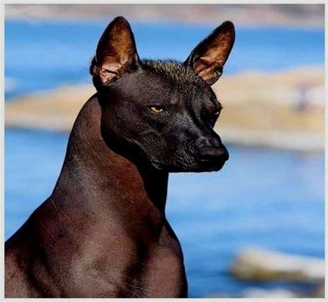 Get to know in depth the Breed of Xoloitzcuintli dog - MegaMascotas