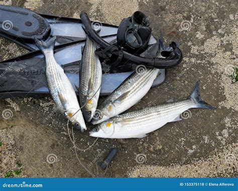 Spearfishing. Fish, Flippers And Mask On The Rock Royalty-Free Stock ...