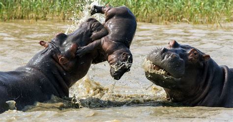 iSimangaliso Wetland Park - St Lucia South Africa