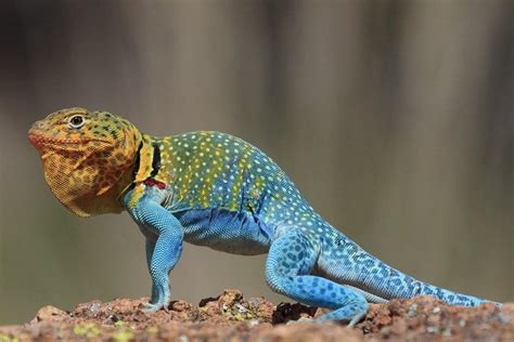 Reptile World Facts - Top 11 Common Collared Lizard Facts