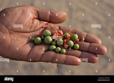 Ber Fruit High Resolution Stock Photography and Images - Alamy