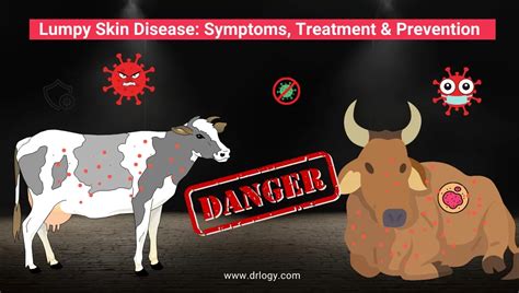 Lumpy Skin Disease in Cattles: Symptoms, Treatment & Prevention - Drlogy