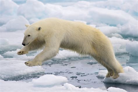 Polar Bears' Melting Habitats | California Academy of Sciences