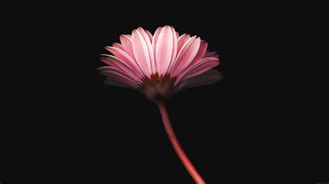 Pink flower, Minimalism Wallpapers HD / Desktop and Mobile Backgrounds