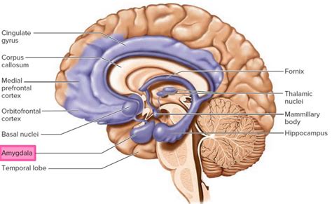 Amygdala function, location & what happens when amygdala is damaged