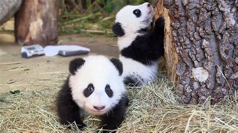 Adorable twin baby pandas enjoy playtime after check-up | Fox News Video