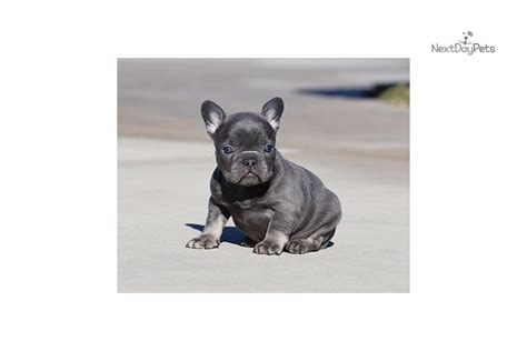 Akc Blue Tri : French Bulldog puppy for sale near Los Angeles, California. | a6ea0bae-9921