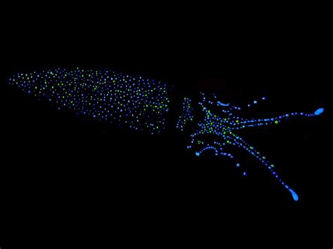 Firefly Squid Bioluminescence is light produced by a chemical reaction ...