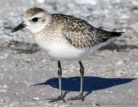 black-bellied-plover – Audubon Everglades