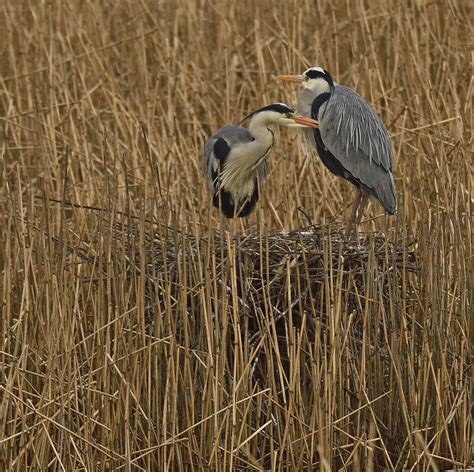 Alan James Photography : Grey Heron nesting behaviour