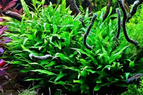 Java Fern Care Guide – Planting, Growing and Propagation - Shrimp and ...