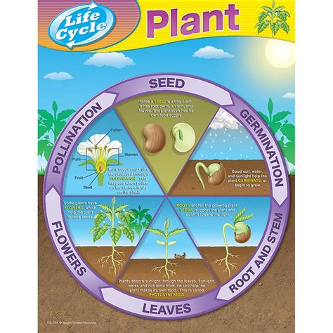 Seed Plant Life Cycle Diagram