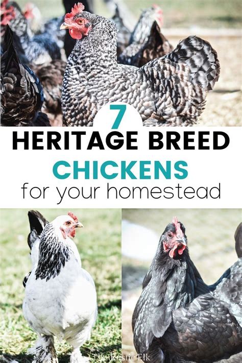 5 Dual Purpose Chicken Breeds You Need For Your Family Homestead#breeds #chicken #dual #family # ...