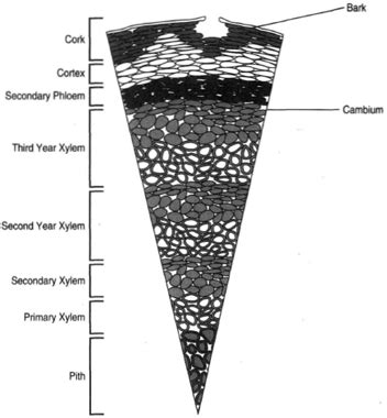 Woody Dicot Stem Cross Section