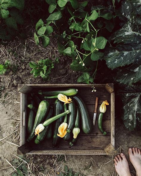 Yesterday’s zucchini harvest 💚 We prepared a cold soup and antipasti ...