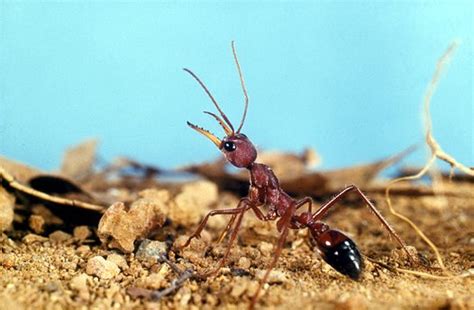 Bull ants - Australian Museum