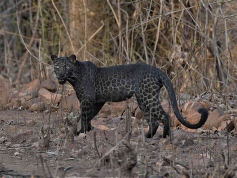 Black Jaguar Vs Black Leopard