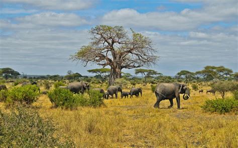 African Savanna Wallpapers - Wallpaper Cave