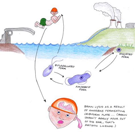 Health And Diseases Blog: Naegleria Fowleri